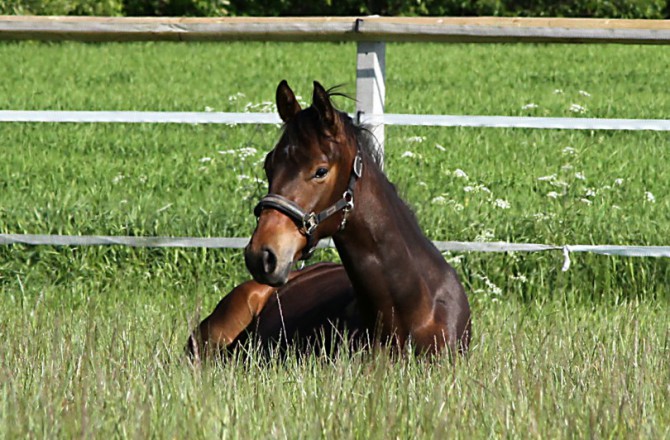 Weide Pferde Emsland