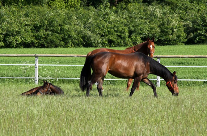 Weide Pferde Emsland