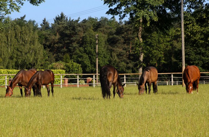 Weide Pferde Emsland