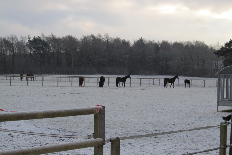 Weiden im Winter Pferde