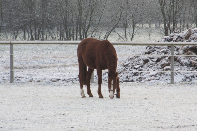 Weiden im Winter Pferde