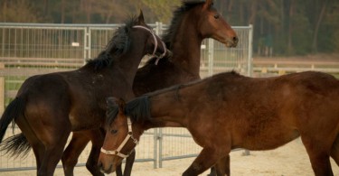 Neue Nachwuchspferde