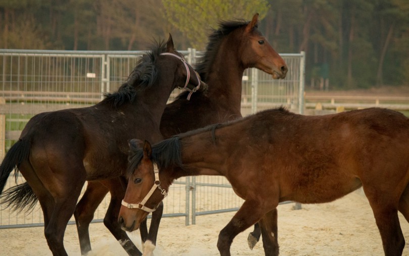 Neue Nachwuchspferde